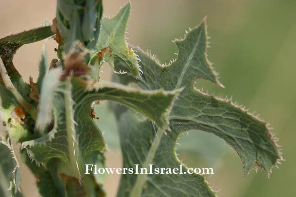 Flowers in Israel