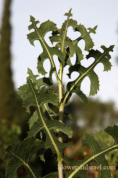 Lactuca serriola, Lactuca scariola,Prickly lettuce, Scarole, Broom lettuce,کاهوئک ,חסת המצפן 