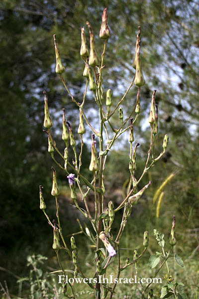 Lactuca tuberosa, Lactuca cretica, Tuberous Lettuce, חסה כחולת-פרחים