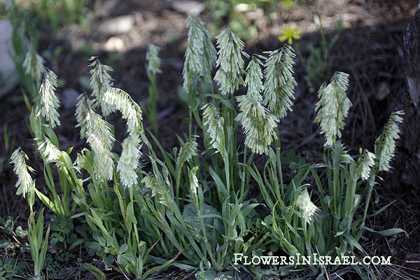 Lamarckia aurea, Cynosurus aureus, Golden top grass, משערת זהובה