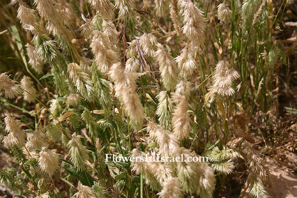 Lamarckia aurea, Cynosurus aureus, Golden top grass, משערת זהובה