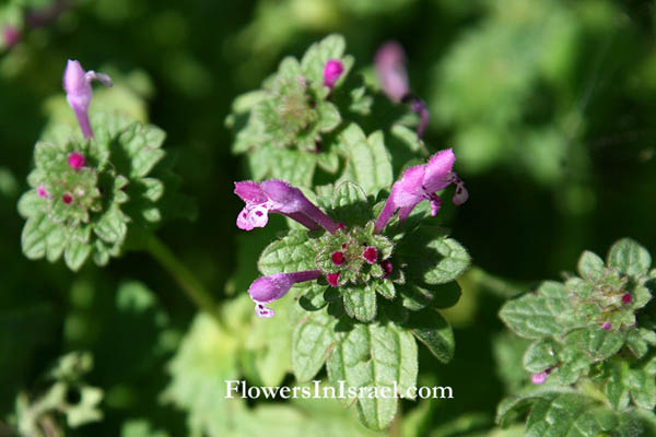 Israel, Nature, Travel, Wild Flowers