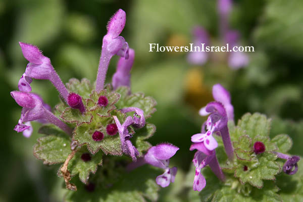 Lamium amplexicaule, Jasnota różowa,Giraffe's Head, Henbit Deadnettle, Greater Henbit, Henbit Dead-nettle, נזמית לופתת