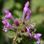 Lamium amplexicaule, Israel, Purple Flowers