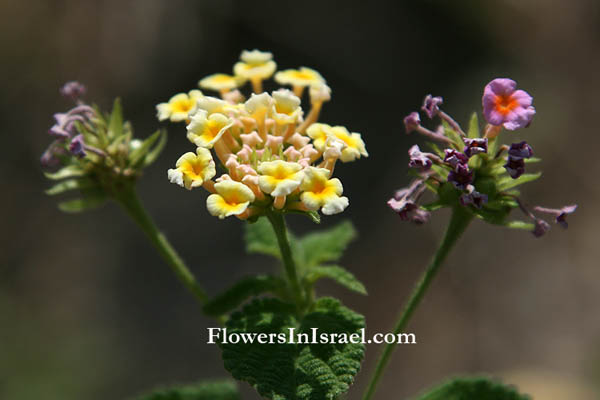 Flora Of Israel Lantana Camara Spanish Flag