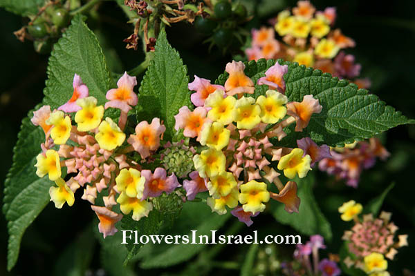 Lantana camara, Lantana armata, Lantana aculeata,Spanish Flag, Red (yellow, wild) Sage, Wandelröschen, Wisselbloem, לנטנה ססגונית