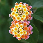 Lantana camara, Israel, Orange Flowers