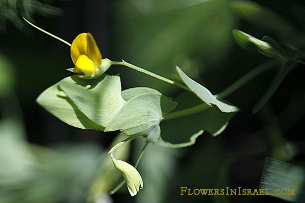 Lathyrus aphaca, Aphaca vulgaris, Lathyrus segetum, yellow pea, yellow vetch, טופח מצוי, جلبان عفقة