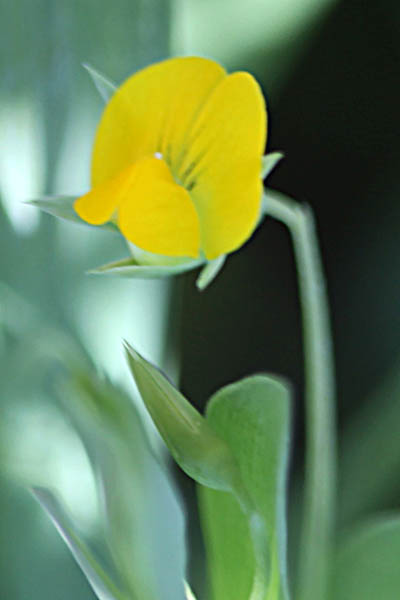 Lathyrus aphaca, Aphaca vulgaris, Lathyrus segetum, yellow pea, yellow vetch, جلبان عفقة, טופח מצוי