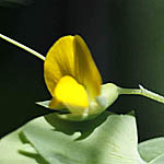 Lathyrus aphaca, ישראל, פרחים, פרחי בר, פרחים צהובים
