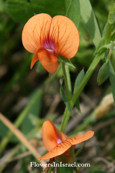 Lathyrus blepharicarpos, Lathyrus blepharicarpus, Ciliate Vetchling, الجلبان جفني الثمار,טופח ריסני