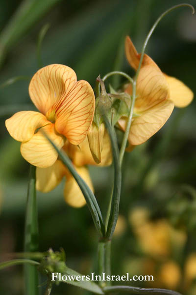 Study of wild plants of the holy land