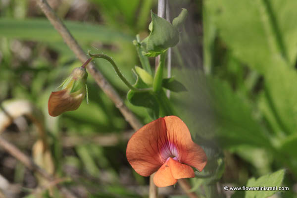 Study of wild plants of the holy land