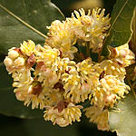 Laurus nobilis, True Laurel, Sweet Bay, نبات الغار ,ער אציל