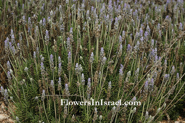 Israel wildflowers and native plants