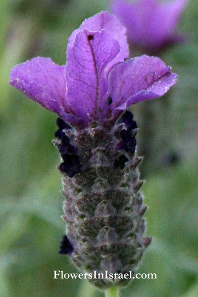 Lavandula stoechas, French Lavender, Spanish Lavender, Stoechas Lavender, Topped Lavender, الضرم المكور ,אזוביון דגול