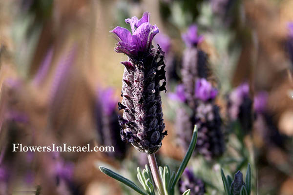 Israel, Nature, Travel, Flowers