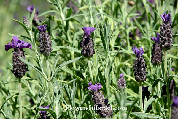 Lavandula stoechas, French Lavender, Spanish Lavender, Stoechas Lavender, Topped Lavender, الضرم المكور ,אזוביון דגול