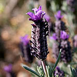 Lavandula stoechas, Israel, Violet colored Wildflowers