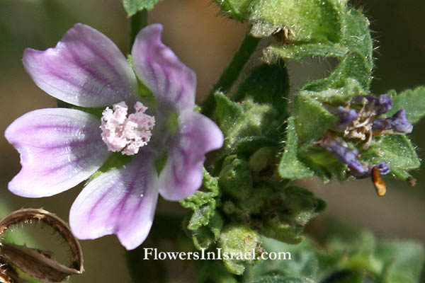 Israel Flowers,Lavatera cretica, Malva linnaei, Smaller Tree Mallow, Cornish Mallow, מעוג כרתי 