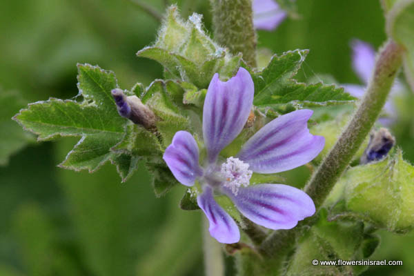 Israel Flowers,Lavatera cretica, Malva linnaei, Smaller Tree Mallow, Cornish Mallow, מעוג כרתי 