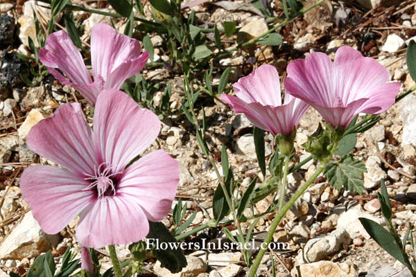 Flowers and wild plants of israel