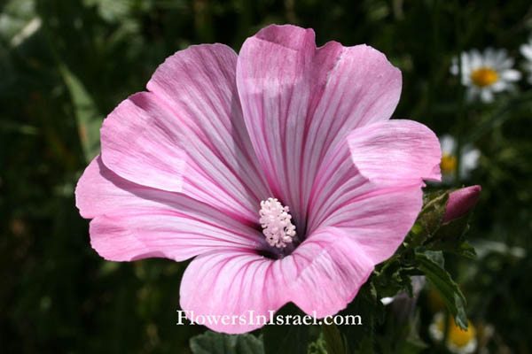 Lavatera trimestris, Queen Mallow, Rose Mallow, מעוג אפיל