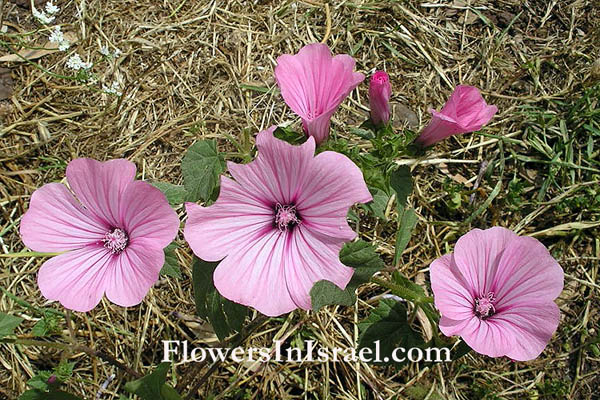 Lavatera trimestris, Queen Mallow, Rose Mallow, מעוג אפיל