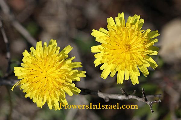 Flowers in Israel