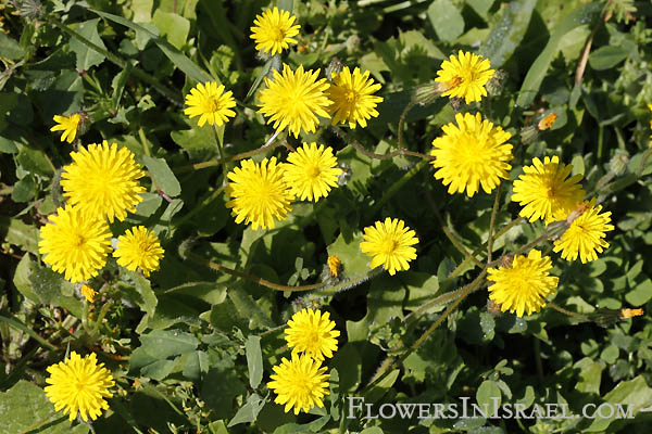 Leontodon tuberosus,Thrincia tuberosa, Bulbous Dandelion, يعضيض عسقولي ,קרם   כתמה עבת-שורשים 