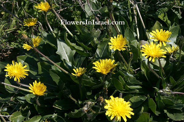 Leontodon tuberosus,Thrincia tuberosa, Bulbous Dandelion, קרם   כתמה עבת-שורשים,  	يعضيض عسقولي 