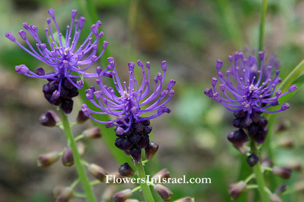 Leopoldia comosa, Purple Grape Hyacinth, بصل الزيز,מצילות מצוייצות