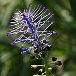 Leopoldia comosa, Israel, wild purple flowers
