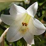 Lilium candidum, Madonna Lily, צחור   שושן,لسوسن الأبيض