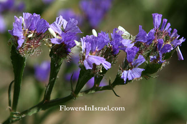 Limonium sinuatum, Statice sinuata, Cut-Leaf Sea-Lavender, עדעד כחול, العويذران المتعرج 