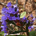 Limonium sinuatum, Israel Wildflowers, Send flowers online