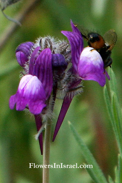 Linaria joppensis, Jaffa Toadflax, פשתנית יפו