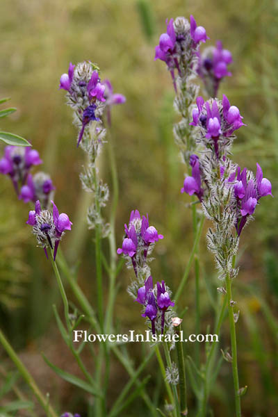 Linaria joppensis, Jaffa Toadflax, פשתנית יפו