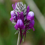 Linaria joppensis, Israel, wild purple flowers