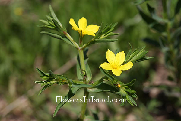 Israel, wildflowers, Linum nodiflorum, Linum luteolum, Flax, كتان عقدي الزهر ,פשתה מצויה