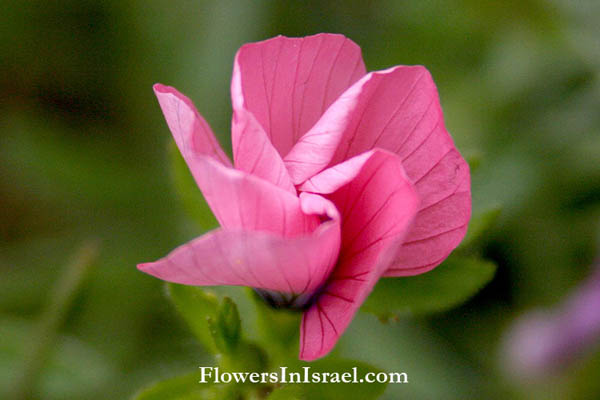 Wilde Bloemen in Israel, Linum pubescens, Hairy Pink Flax, آتان زهري, פשתה שעירה