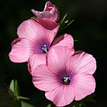 Linum pubescens, Israel Wildflowers, Send flowers online