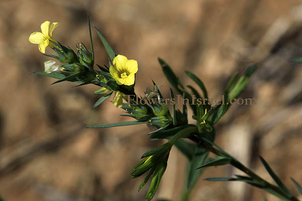 Israel Flowers, Linum strictum, Upright Flax, كتان ,פשתה אשונה