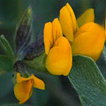 Lotus halophilus, Lotus villosus, ישראל, פרחים, פרחי בר, פרחים צהובים