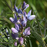 Lupinus angustifolius, Israel, Violet colored Wildflowers