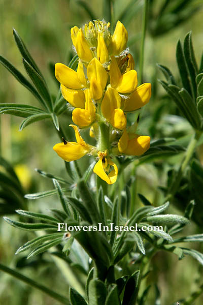 Lupinus luteus, Yellow Lupine, الترمس الأصفر,תורמוס צהוב