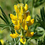 Lupinus luteus, ישראל, פרחים, פרחי בר, פרחים צהובים