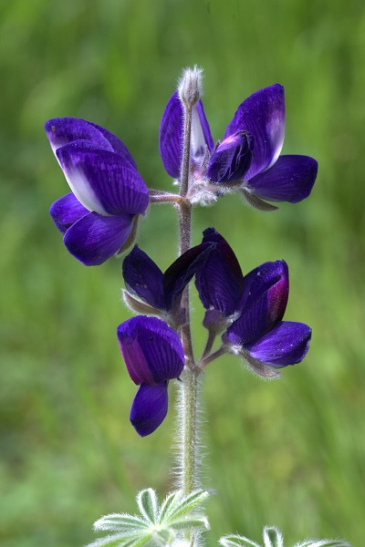 Lupinus micranthus, Lupinus hirsutus, Small-flowered Lupine, Hairy Lupin, Bitter Blue Lupin, תורמוס שעיר, الترمس دقيق الأسدية