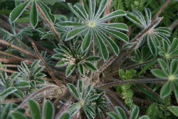 Lupinus micranthus, Lupinus hirsutus, Small-flowered Lupine, Hairy Lupin, Bitter Blue Lupin, תורמוס שעיר, الترمس دقيق الأسديةxx