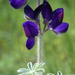 Lupinus micranthus, Israel Wildflowers, Send flowers online